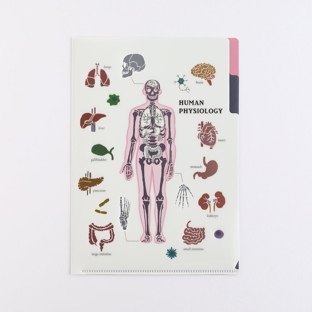 <Study Holic> A5 Plastic Folder - Human Biology 人類生物学