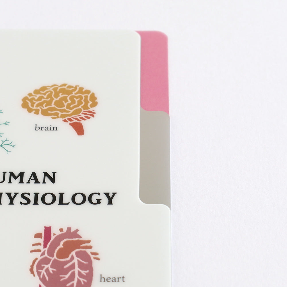 <Study Holic> A5 Plastic Folder - Human Biology 人類生物学