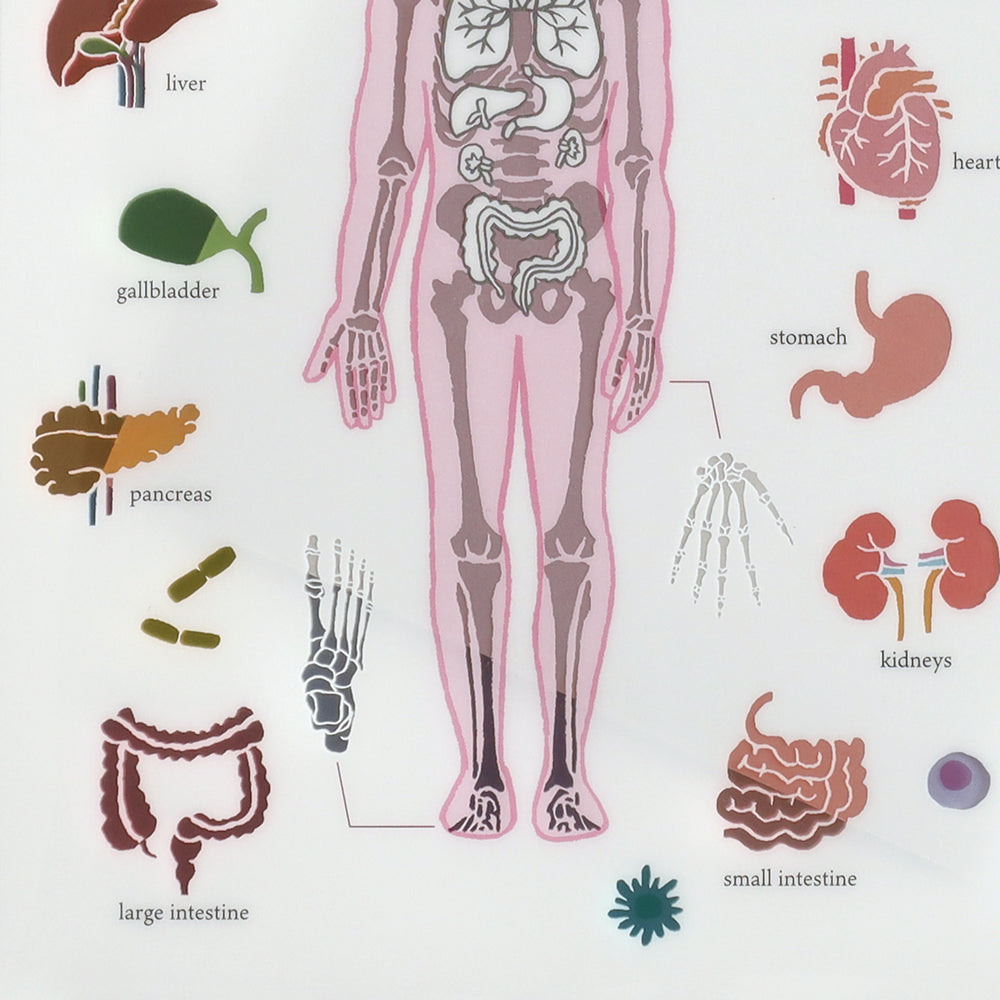 <Study Holic> A5 Plastic Folder - Human Biology 人類生物学