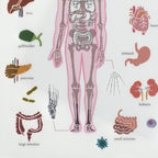 <Study Holic> A5 Plastic Folder - Human Biology 人類生物学