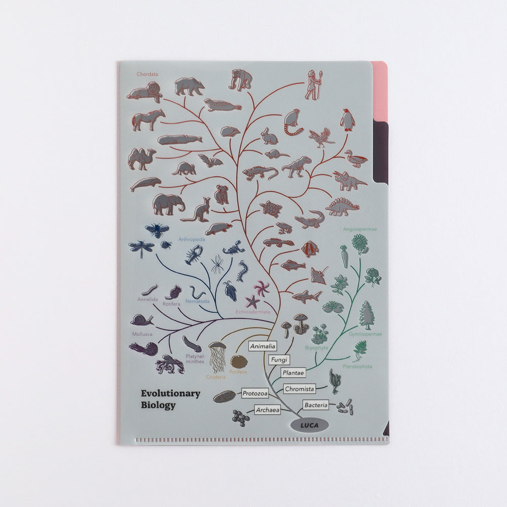 <Study Holic> A5 Plastic Folder - Evolutionary Biology 進化生物学