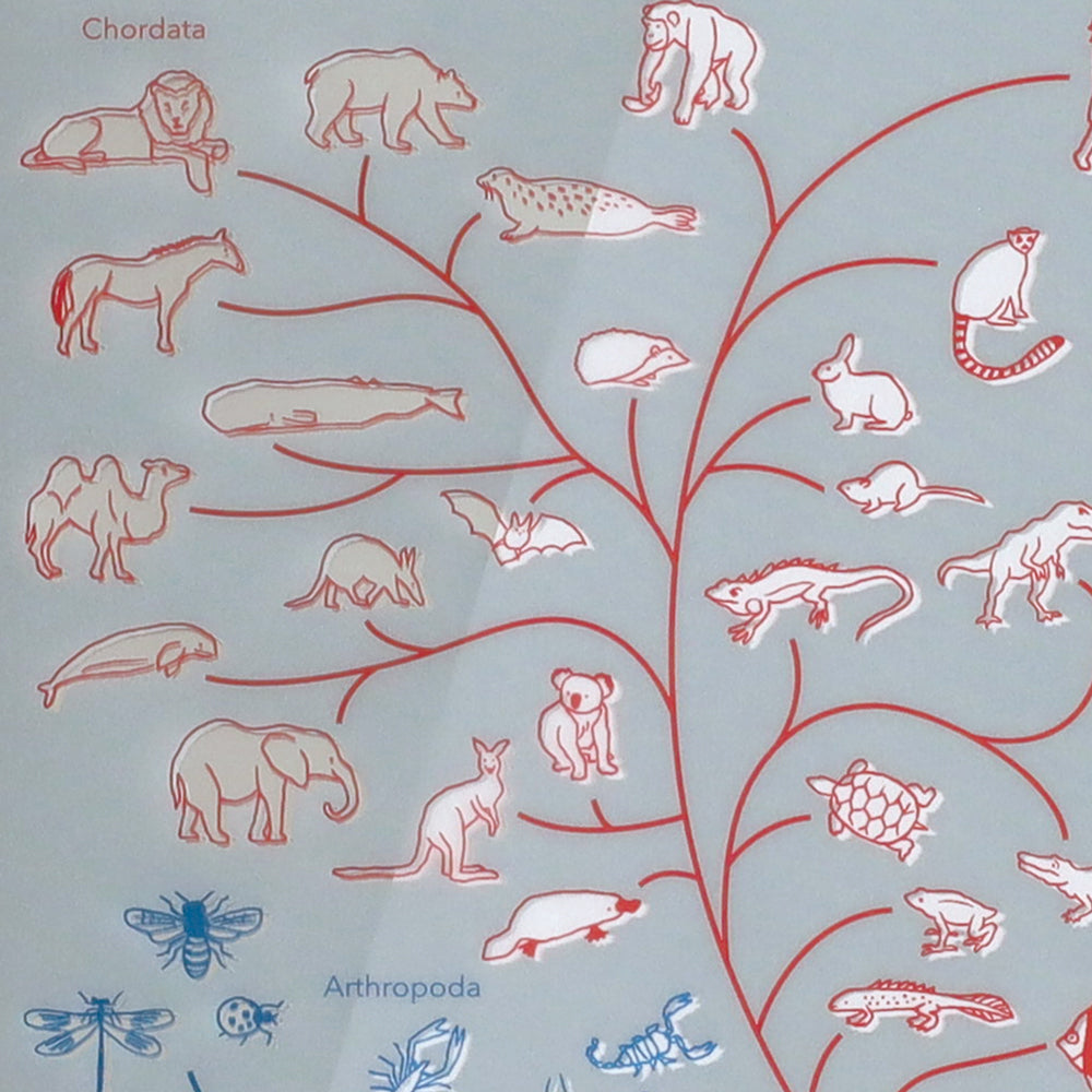 <Study Holic> A5 Plastic Folder - Evolutionary Biology 進化生物学