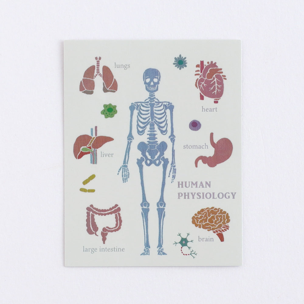 <Study Holic> Aurora Sticker - Human Biology 人類生物学