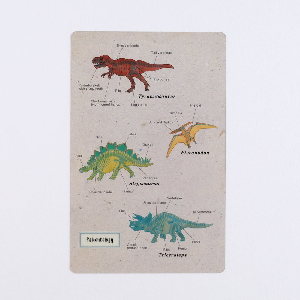 <Study Holic> Clear bookmark - Paleontology 古生物学