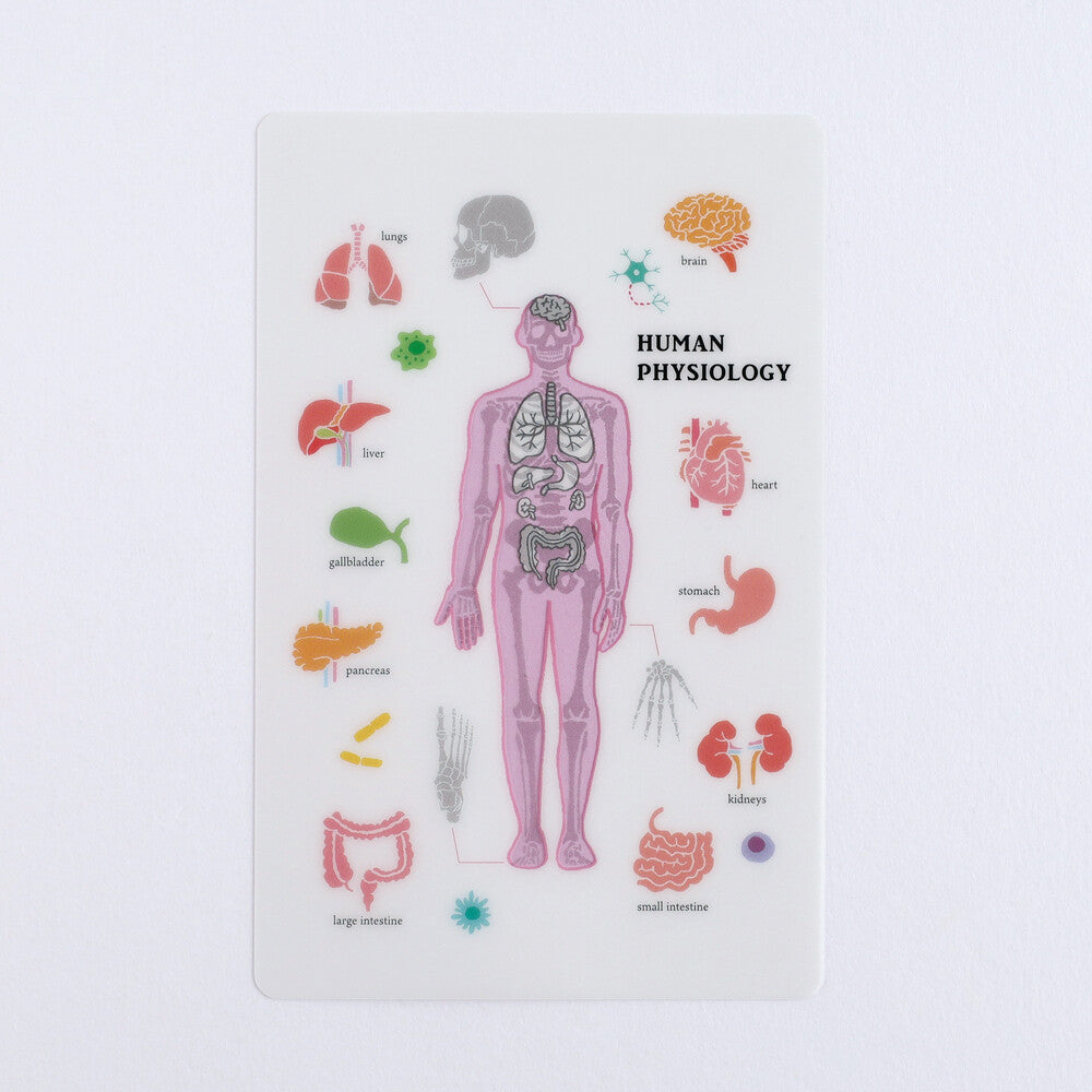 <Study Holic> Clear bookmark - Human Physiology 人體生理学