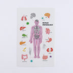 <Study Holic> Clear bookmark - Human Physiology 人體生理学