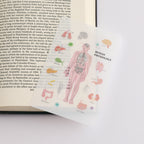 <Study Holic> Clear bookmark - Human Physiology 人體生理学