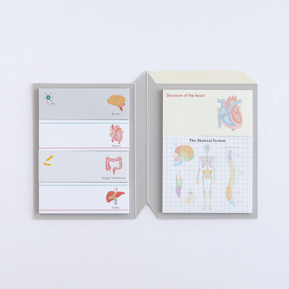 <Study Holic> Sticky Notes -  Human Biology 人類生物学